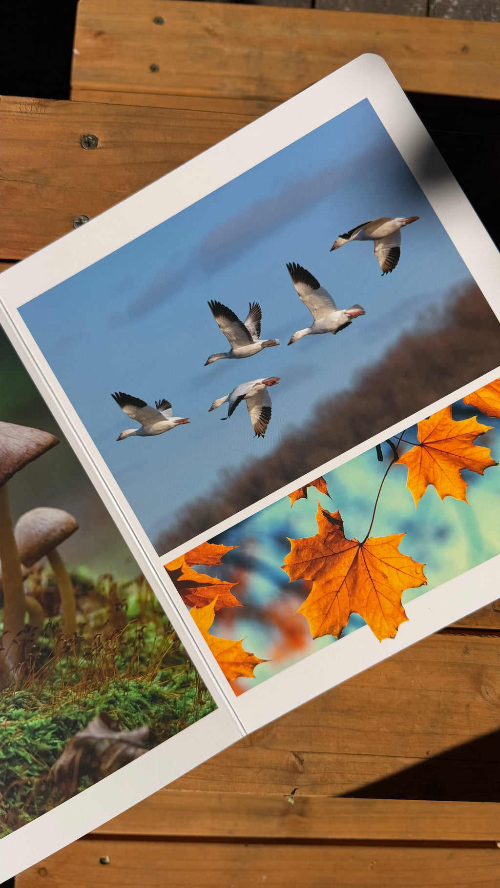 Herbst – Wortloses Bilderbuch