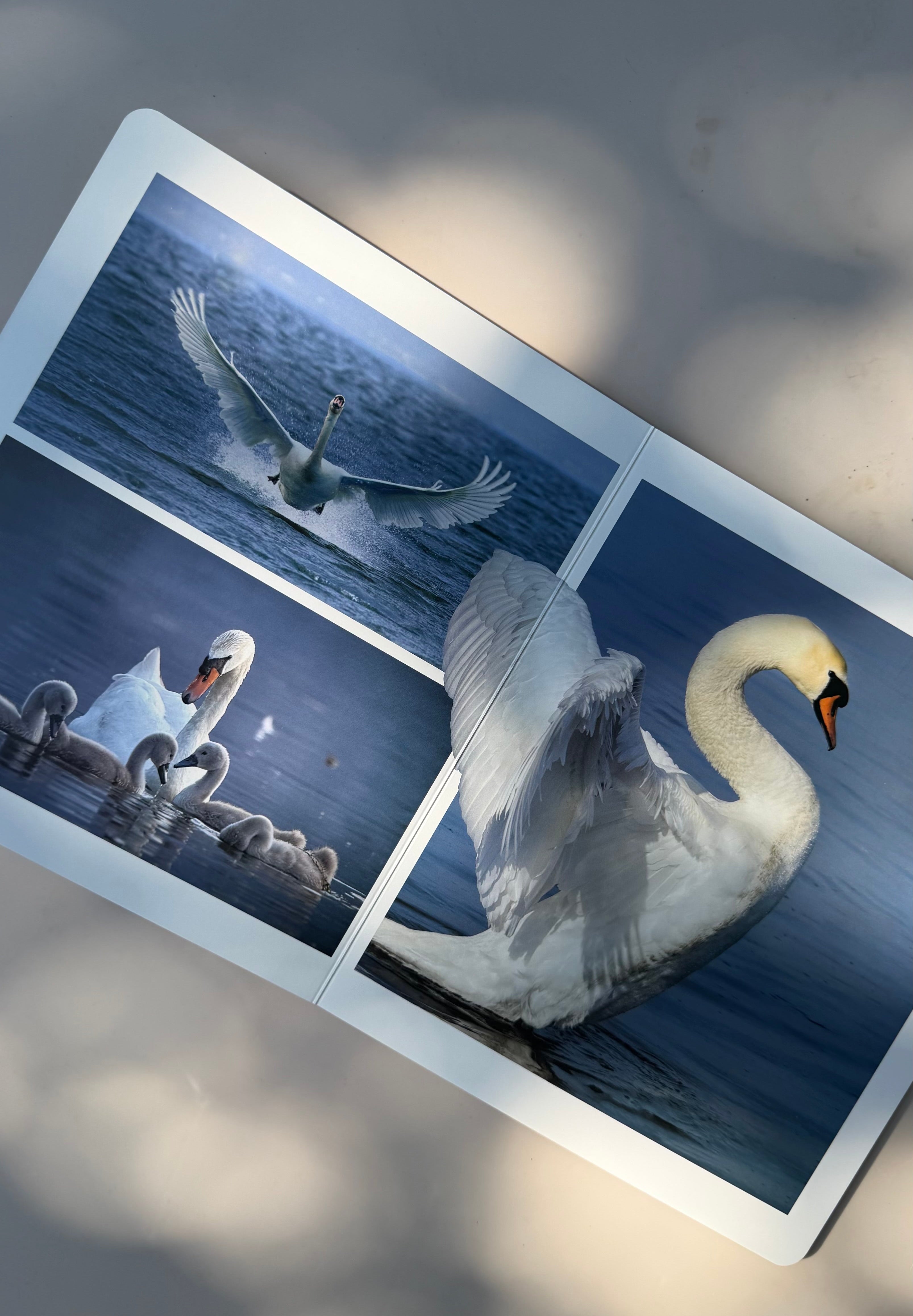 Vögel entdecken – wortloses Fotobuch