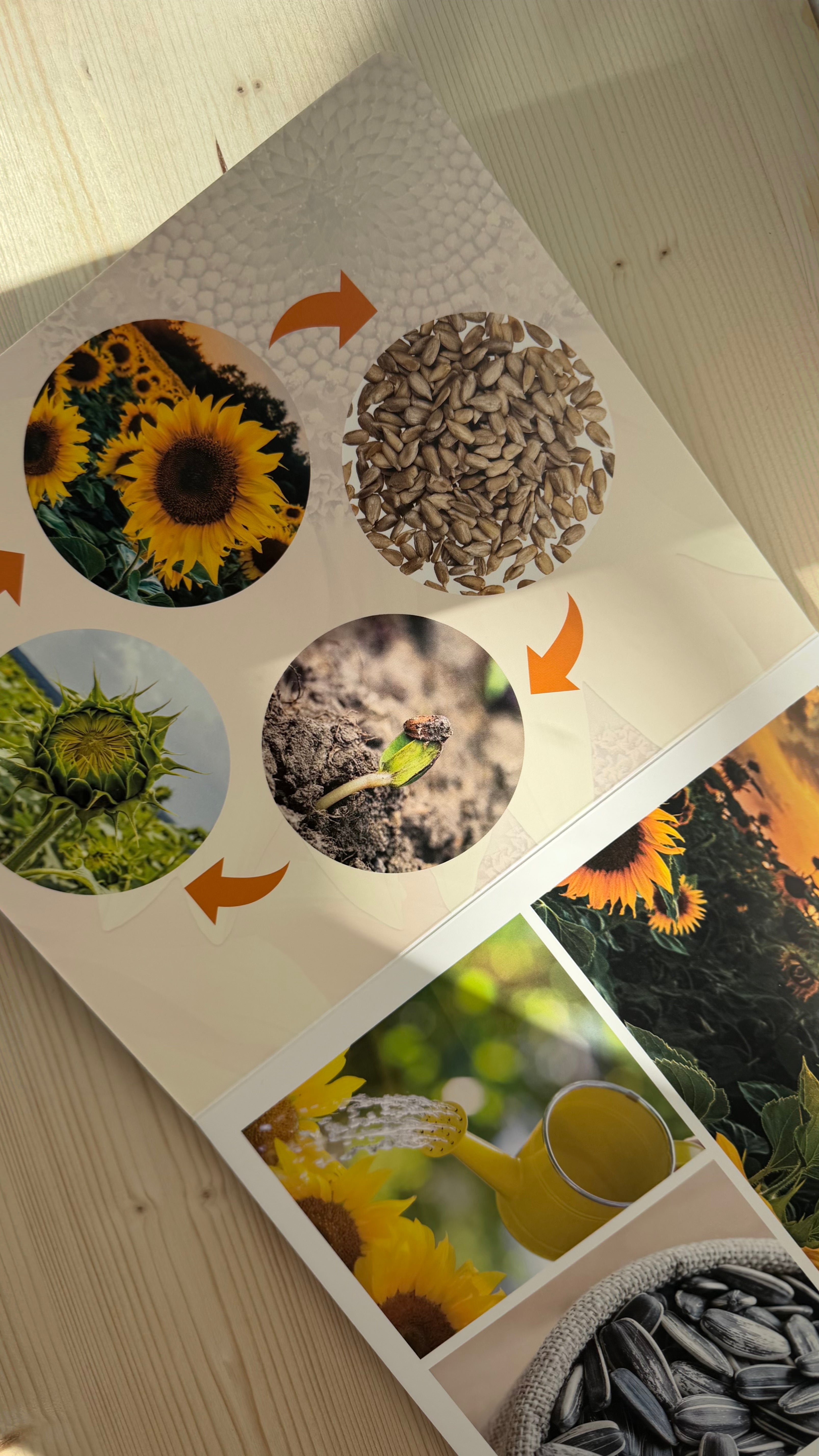 Lebenszyklen verstehen – Bilderbuch für Kinder (z. B. Schmetterling)