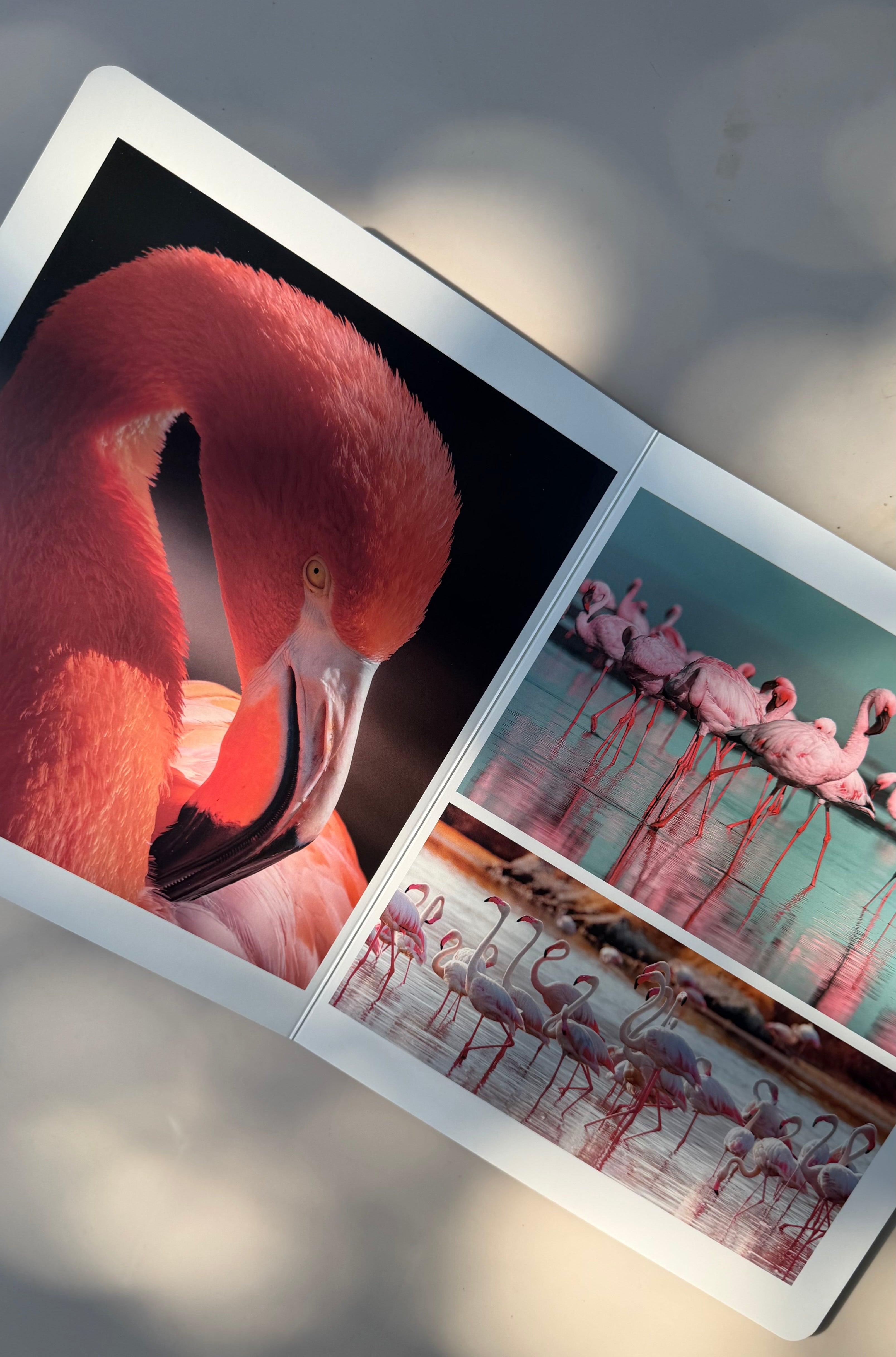Vögel entdecken – wortloses Fotobuch