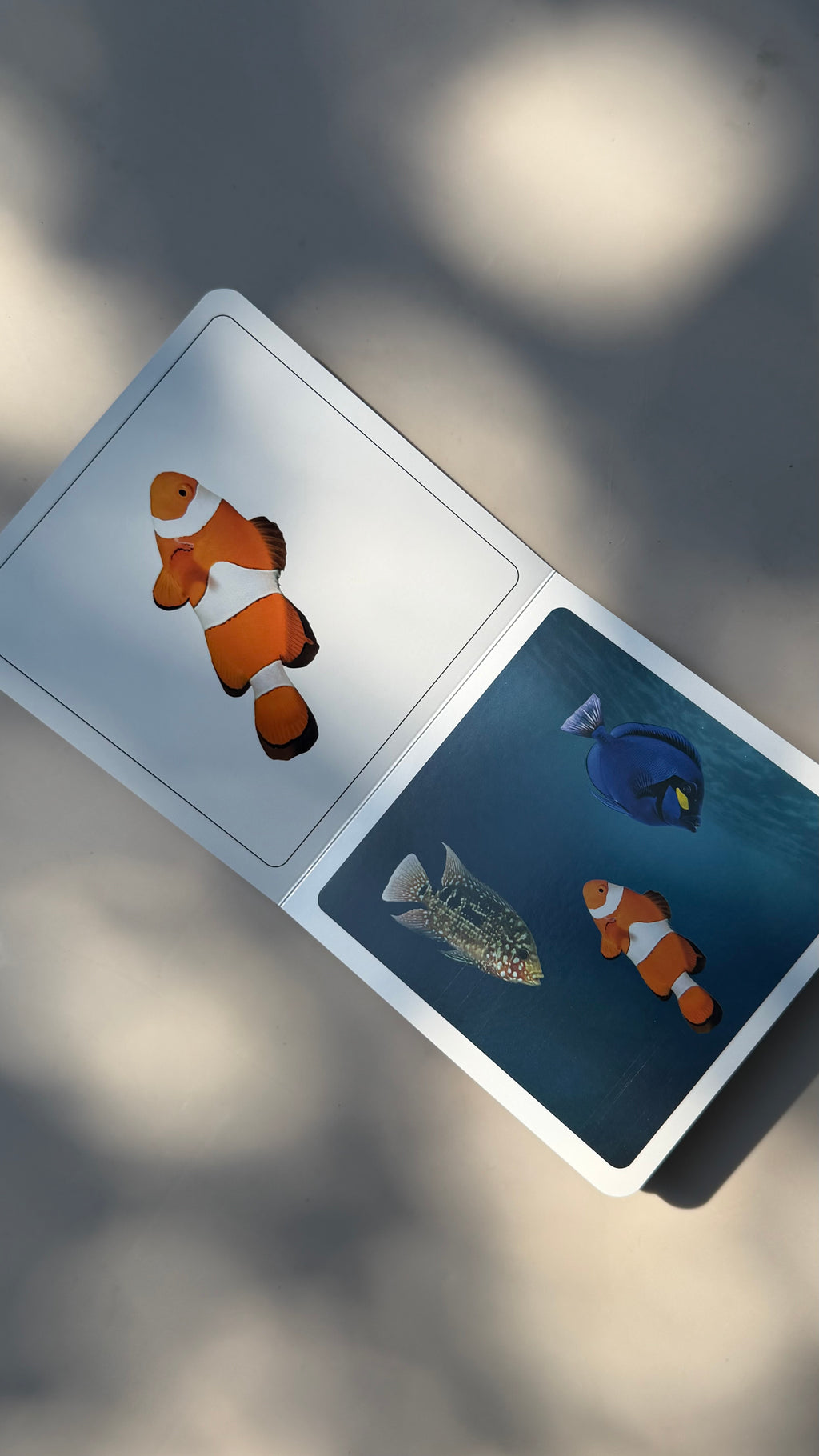 Fische finden Wortloses Bilderbuch