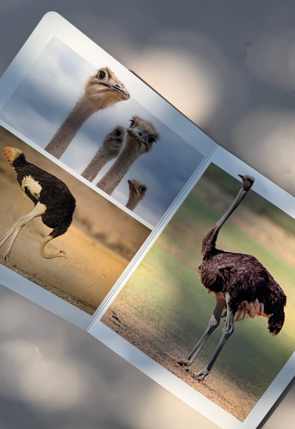 Vögel entdecken – wortloses Fotobuch